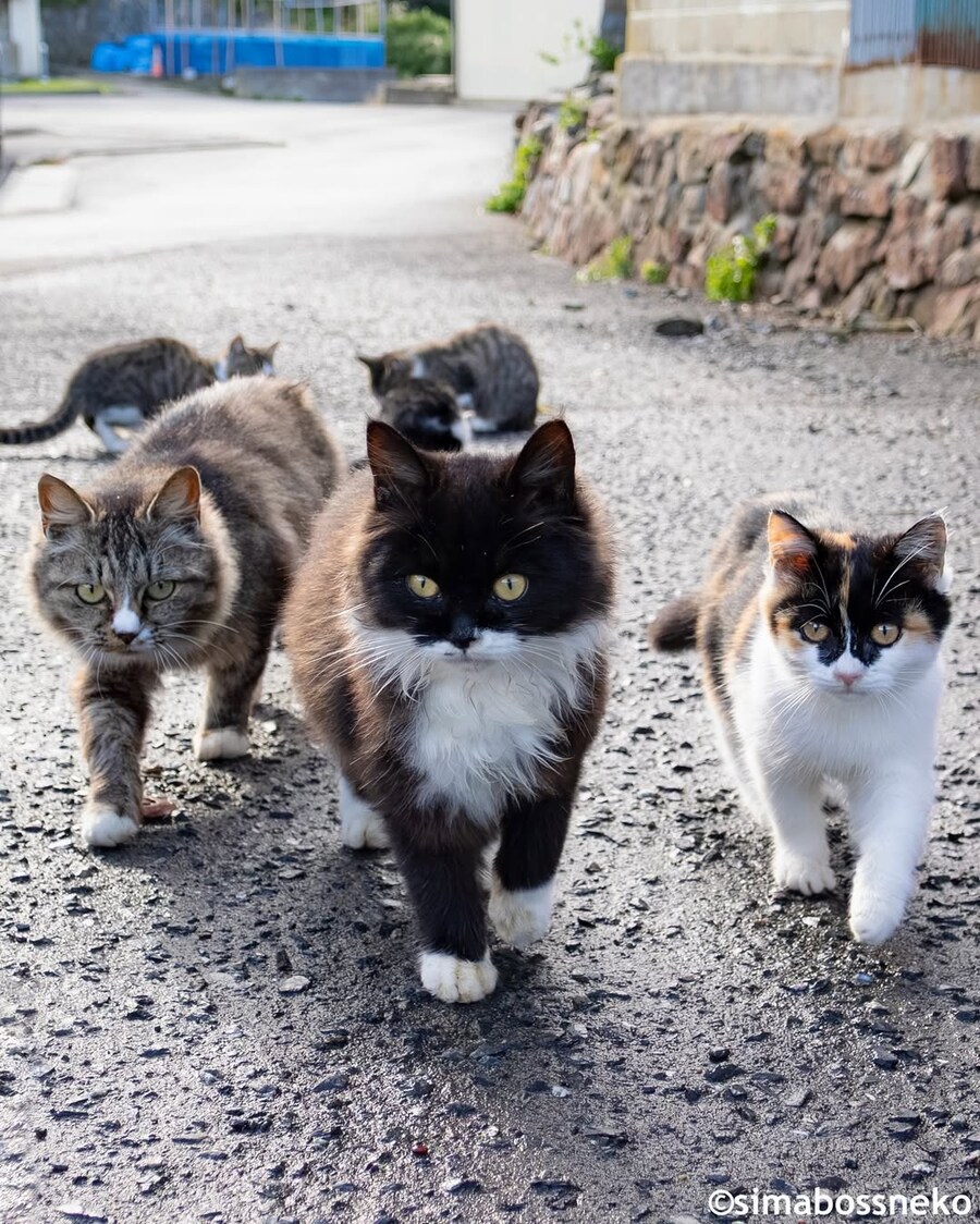 귀요미 냐옹이파..._1.jpg