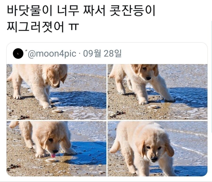 바닷물을 처음 맛본 댕댕이_1.jpg