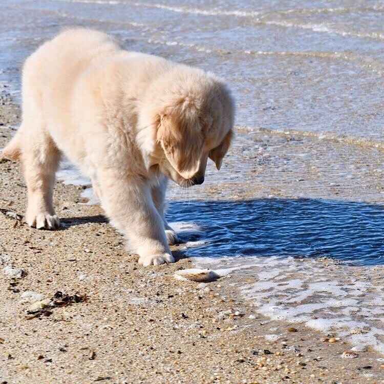 바닷물을 처음 맛본 댕댕이_2.jpg
