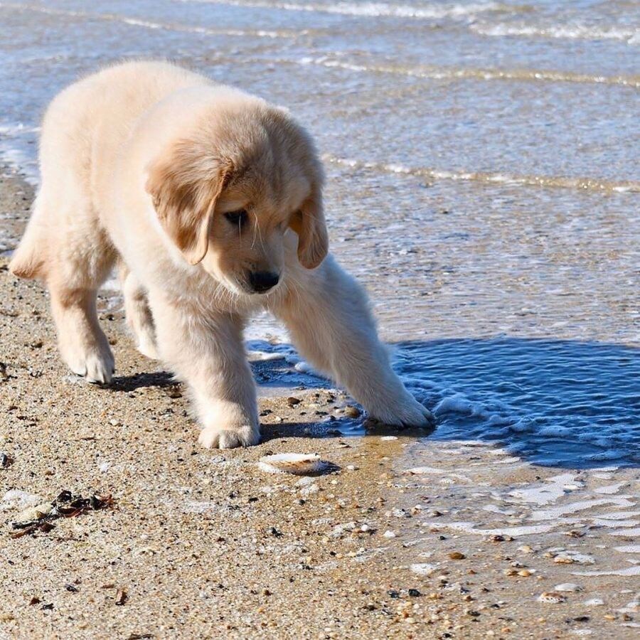 바닷물을 처음 맛본 댕댕이_3.jpg