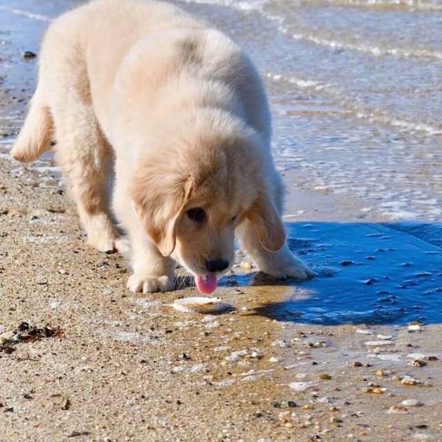 바닷물을 처음 맛본 댕댕이_4.webp