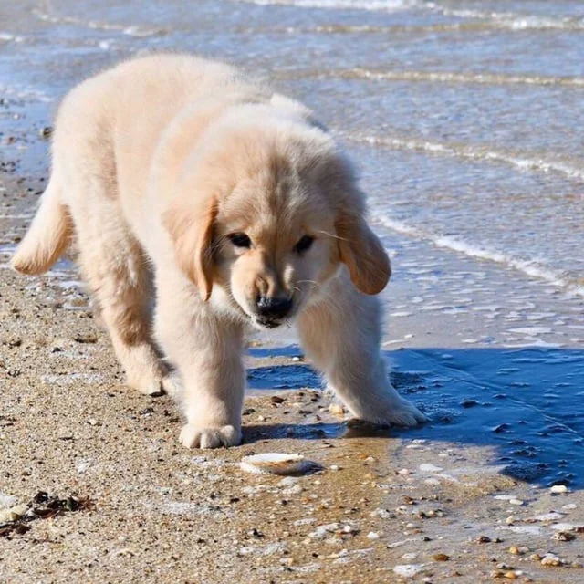 바닷물을 처음 맛본 댕댕이_5.webp