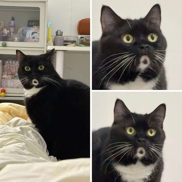 ㅗ 라고 감탄하는 고양이_1.jpg