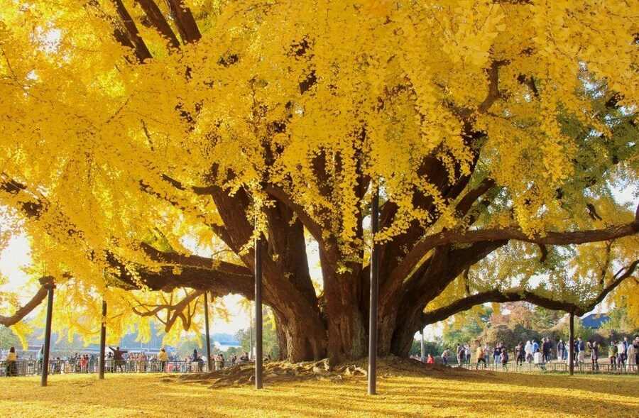 1332살이라는 원주 반계리 은행나무 크기.jpg_2.jpg