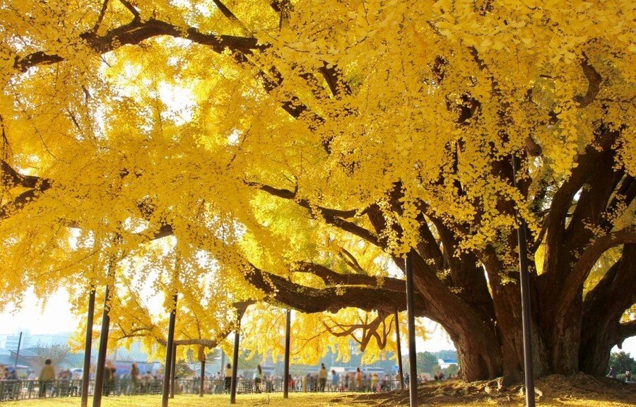 1332살이라는 원주 반계리 은행나무 크기.jpg_3.jpg