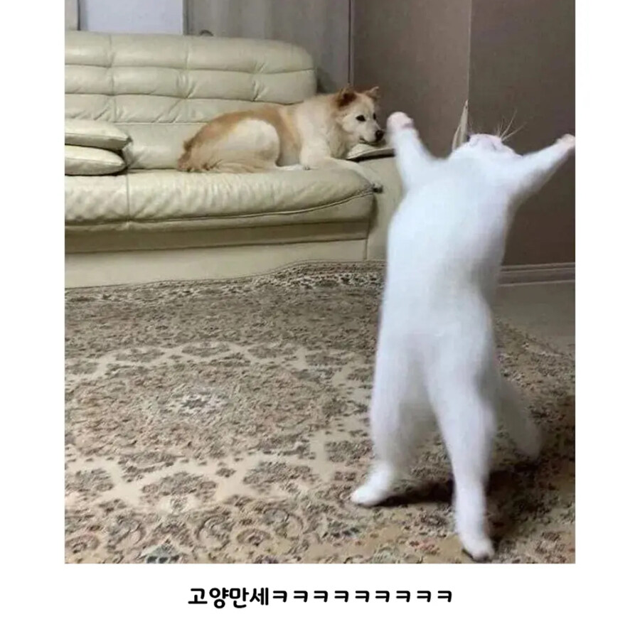 우리 종교에 가입할래냥?_2.jpg