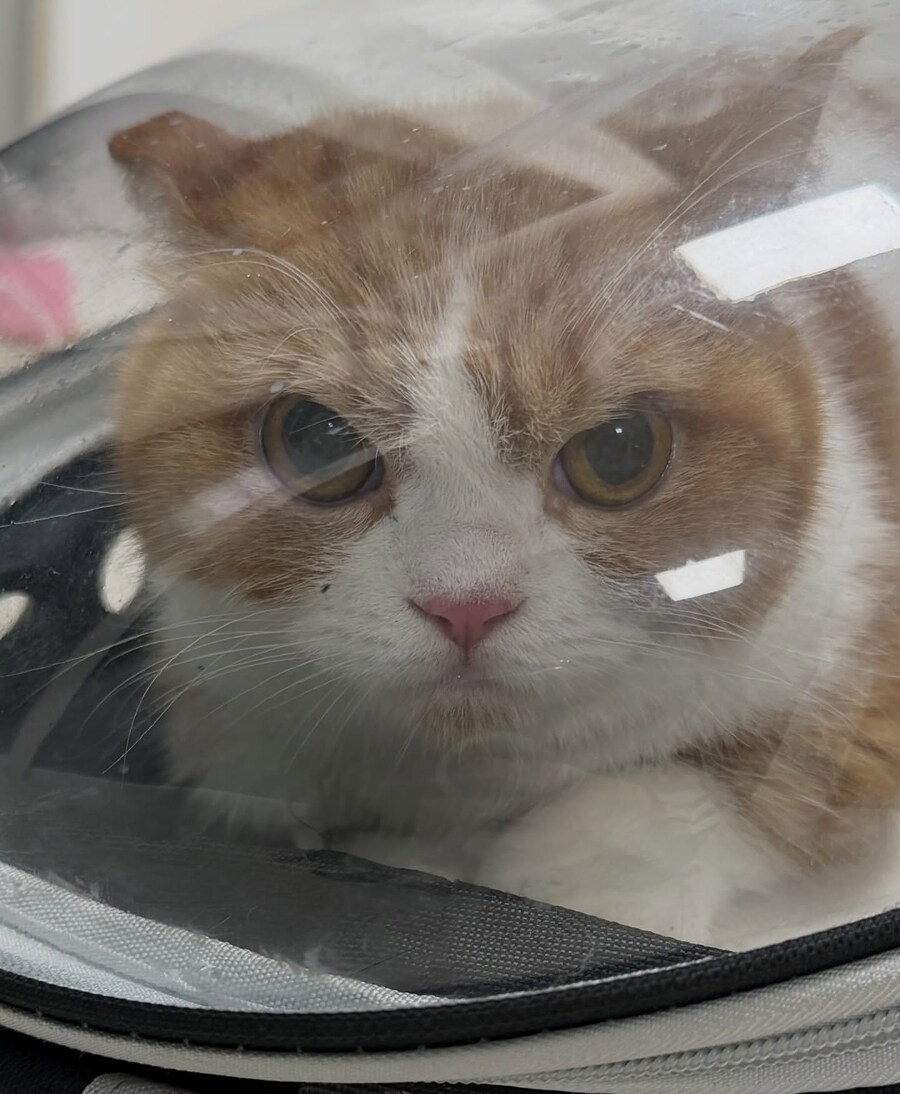 이사가는 것 때문에 개빡친 고양이.jpg_1.jpg