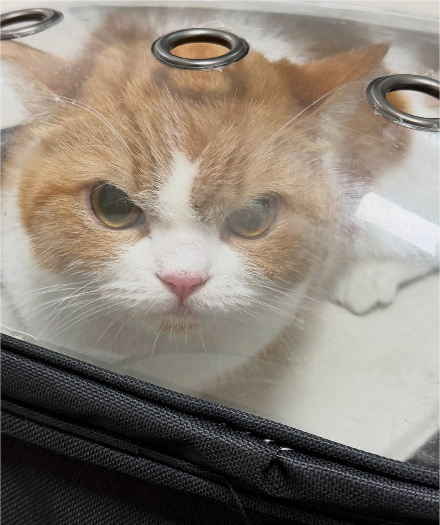 이사가는 것 때문에 개빡친 고양이.jpg_2.jpg