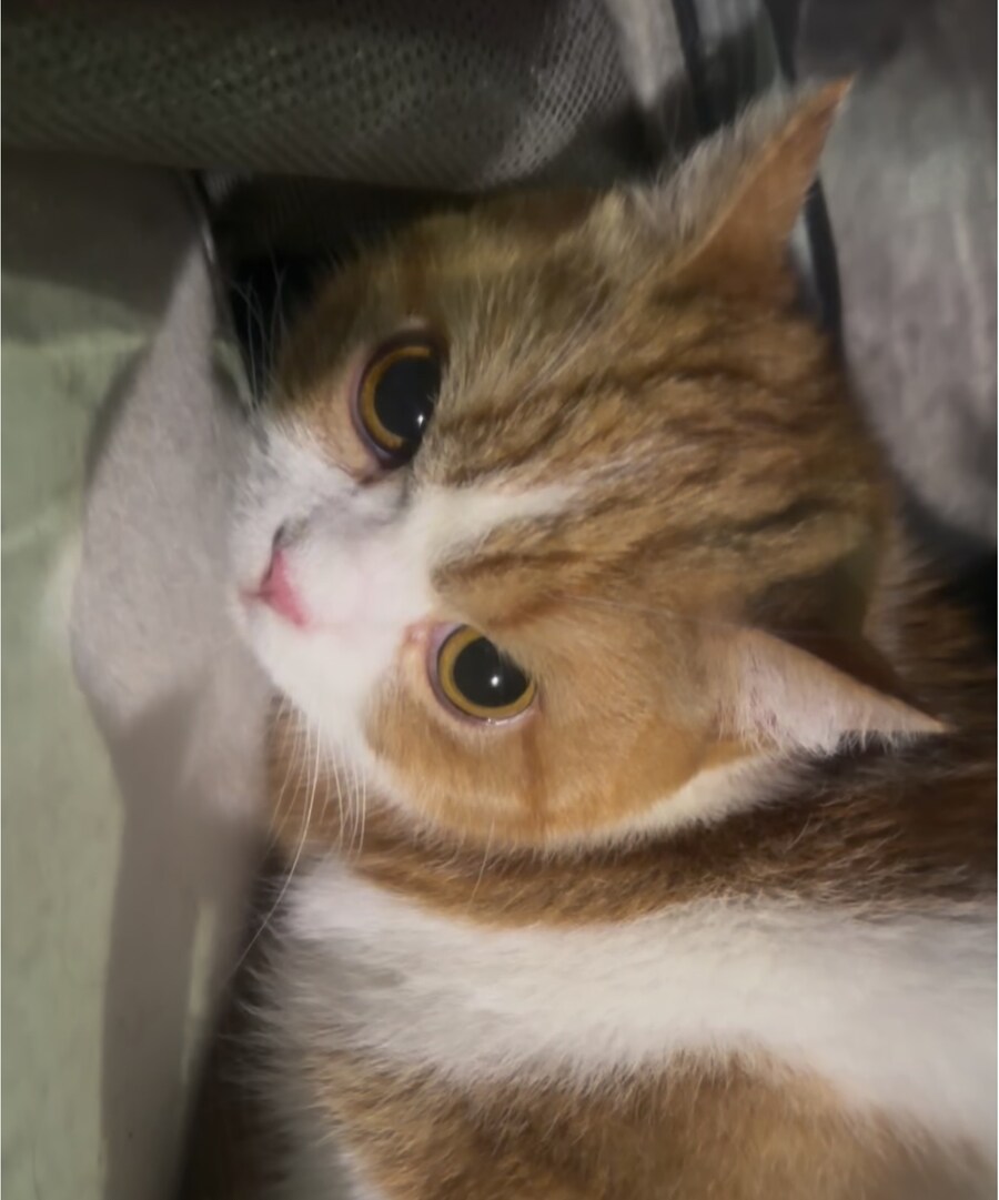 이사가는 것 때문에 개빡친 고양이.jpg_3.jpg