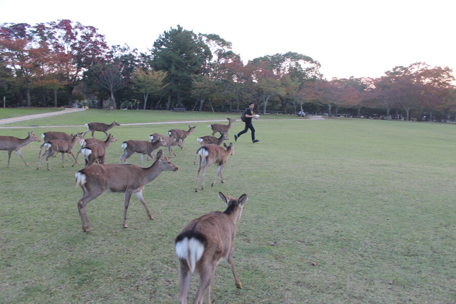 지역 생태계 강자인 생물_3.jpg