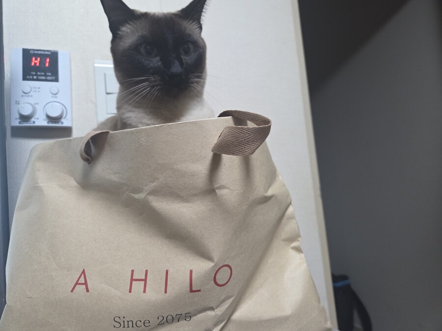 똥겜 이야기는 집어치우고 고양이 자랑질이나 해보시죠~~_1.jpg