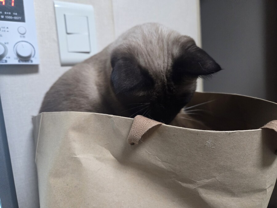 똥겜 이야기는 집어치우고 고양이 자랑질이나 해보시죠~~_2.jpg