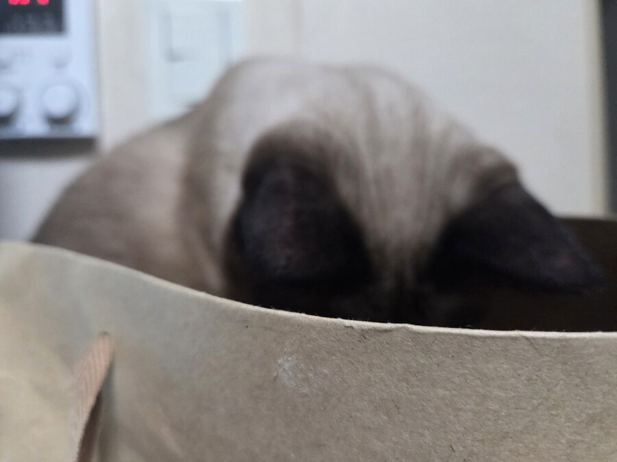 똥겜 이야기는 집어치우고 고양이 자랑질이나 해보시죠~~_3.jpg