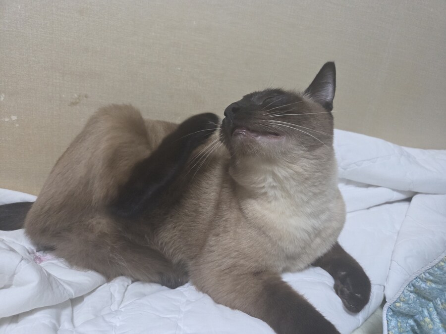 똥겜 이야기는 집어치우고 고양이 자랑질이나 해보시죠~~_5.jpg