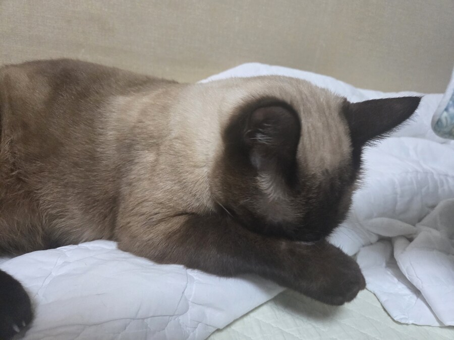 똥겜 이야기는 집어치우고 고양이 자랑질이나 해보시죠~~_6.jpg