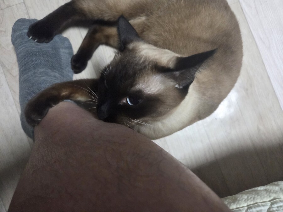 똥겜 이야기는 집어치우고 고양이 자랑질이나 해보시죠~~_8.jpg