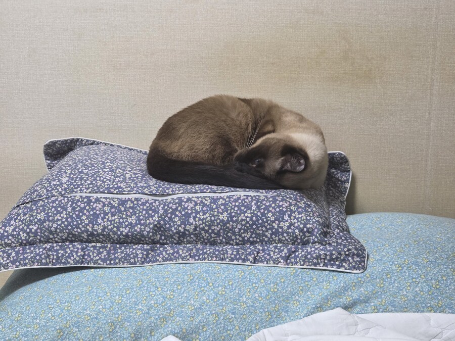 똥겜 이야기는 집어치우고 고양이 자랑질이나 해보시죠~~_9.jpg