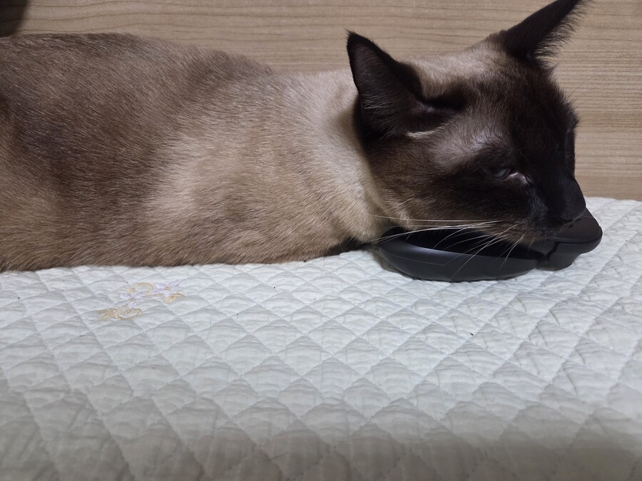 똥겜 이야기는 집어치우고 고양이 자랑질이나 해보시죠~~_11.jpg