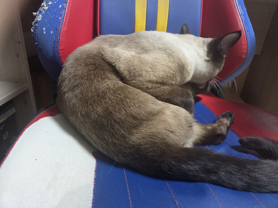 똥겜 이야기는 집어치우고 고양이 자랑질이나 해보시죠~~_13.jpg