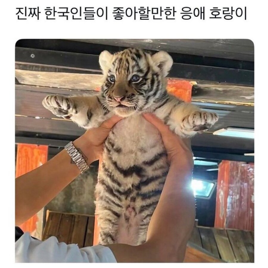 응애 호랑이_1.jpg