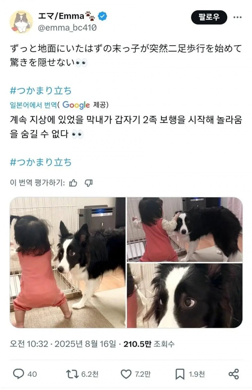 아기가 걷기 시작하자 놀라는 댕댕이_1.jpg