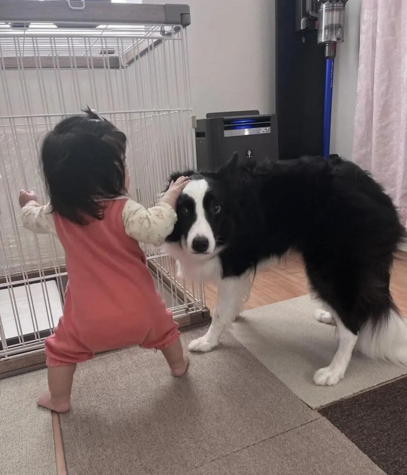 아기가 걷기 시작하자 놀라는 댕댕이_2.jpg