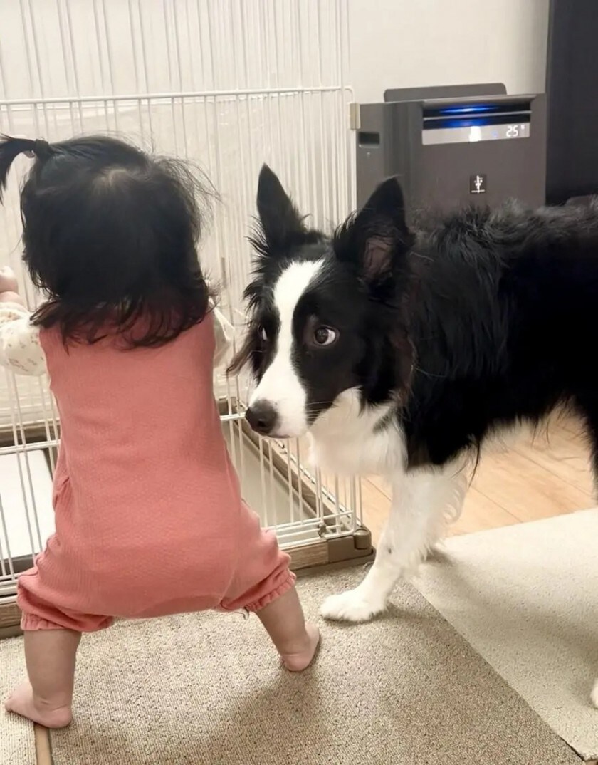 아기가 걷기 시작하자 놀라는 댕댕이_3.jpg