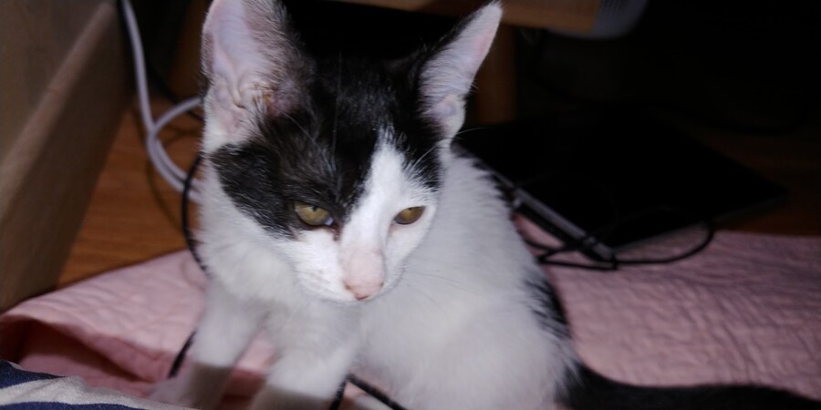 우리 야옹이 이름이 토끼야_2.jpg