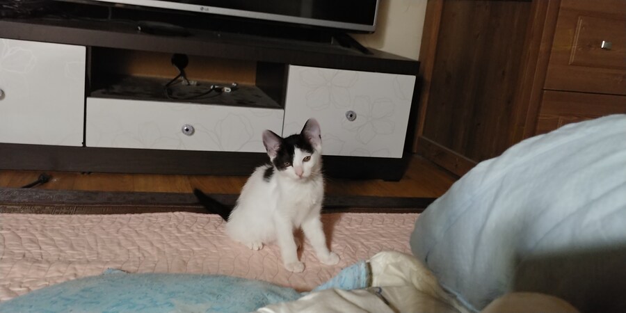 우리 야옹이 이름이 토끼야_4.jpg