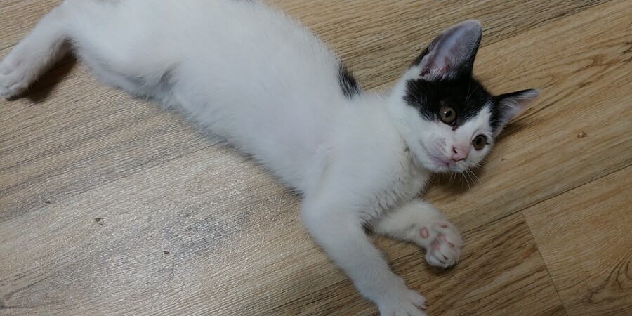 우리 야옹이 이름이 토끼야_5.jpg