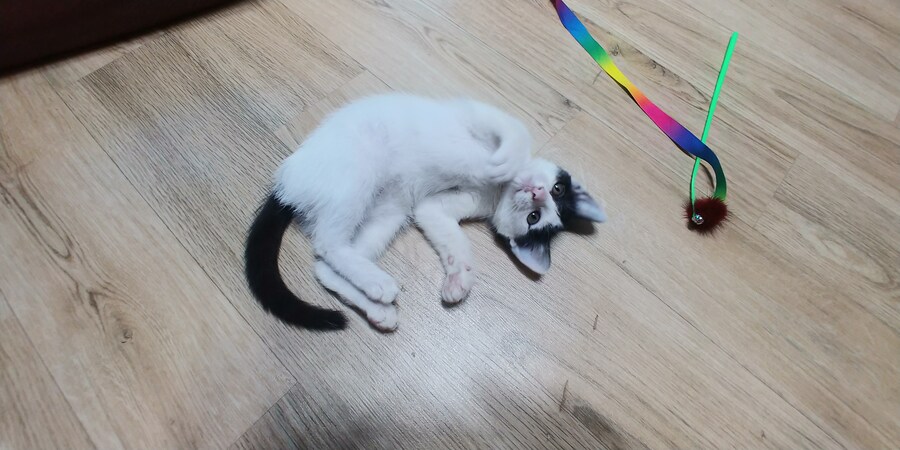 우리 야옹이 이름이 토끼야_7.jpg