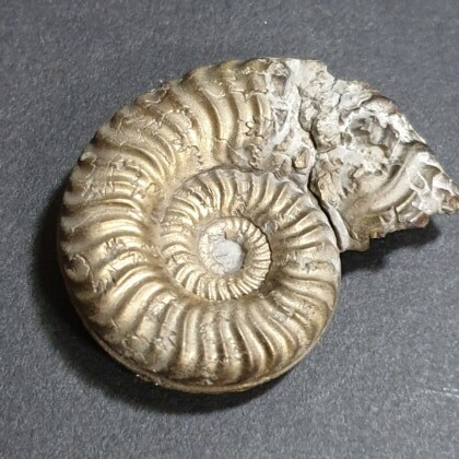 금속으로 치환된 암모나이트_2.jpg