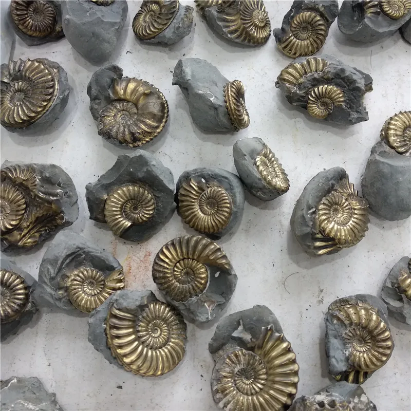 금속으로 치환된 암모나이트_3.webp