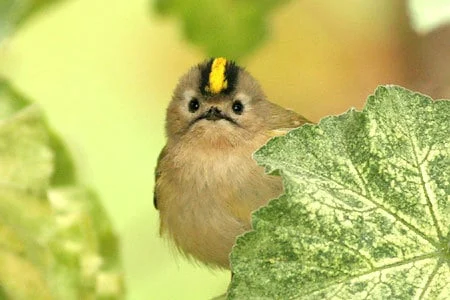 한국을 방문하는 겨울철새 중에 가장 작은 새_2.webp