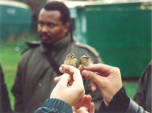 한국을 방문하는 겨울철새 중에 가장 작은 새_3.webp