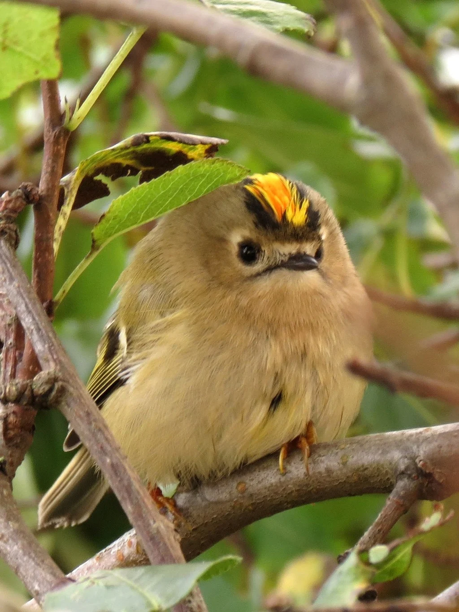 한국을 방문하는 겨울철새 중에 가장 작은 새_4.webp