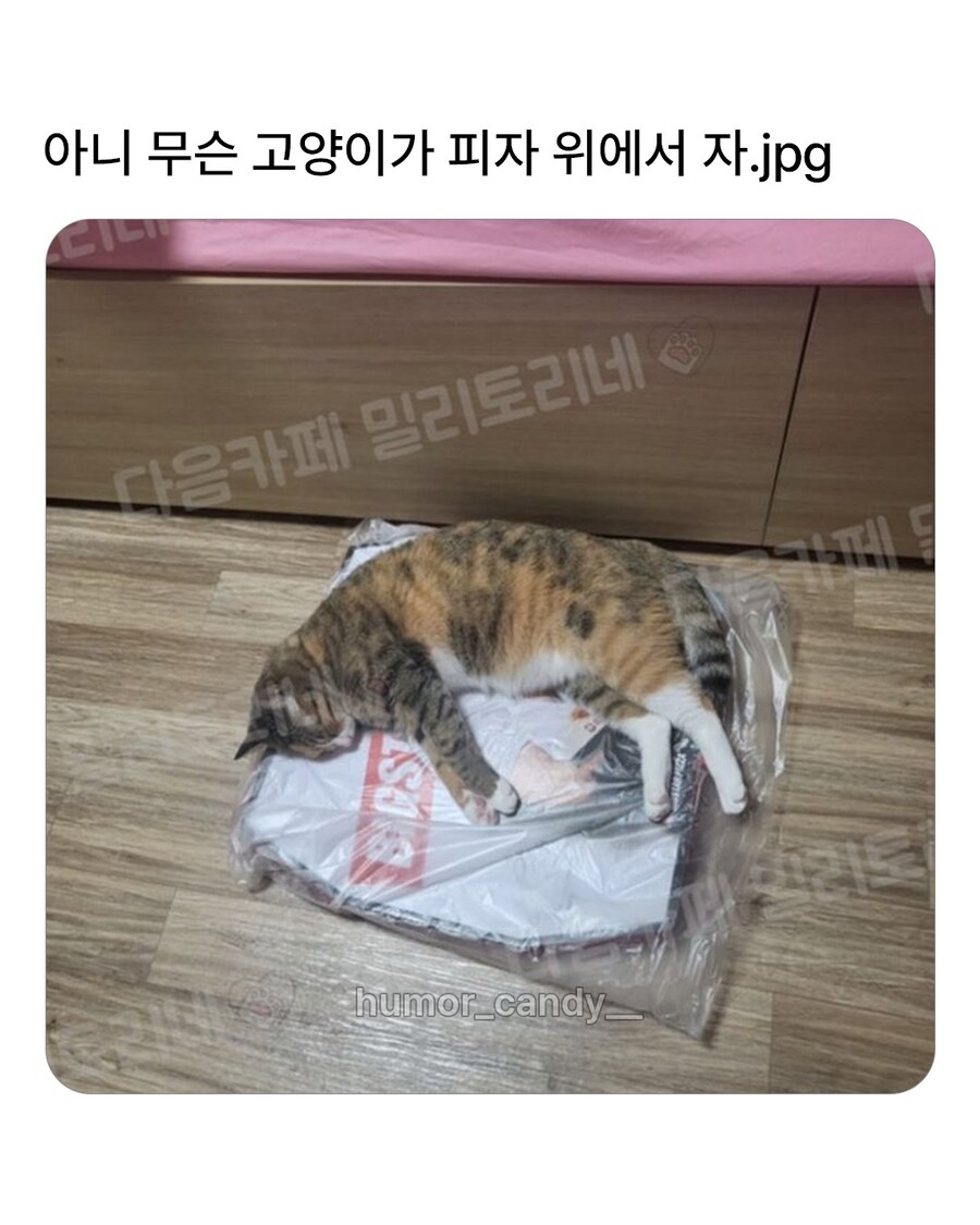 아니 무슨 고양이가 피자 위에서 자.jpg_1.jpg