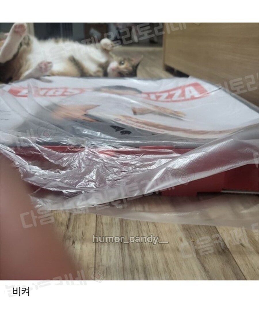 아니 무슨 고양이가 피자 위에서 자.jpg_2.jpg