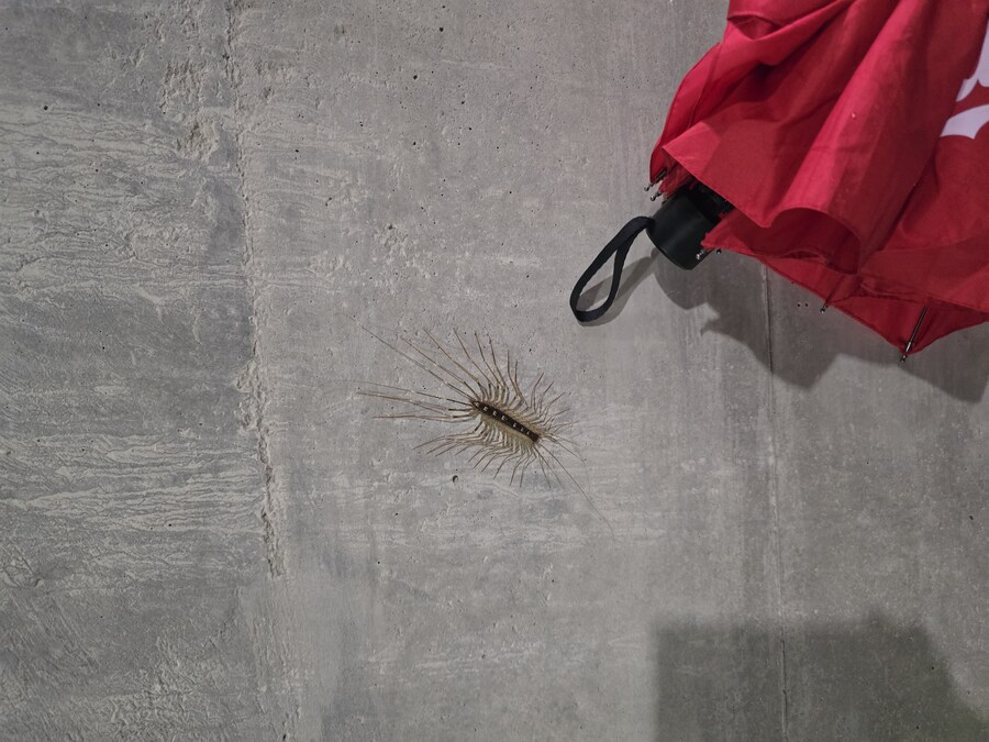 일본 가서 발견한 거대 그리마 jpg_2.jpg