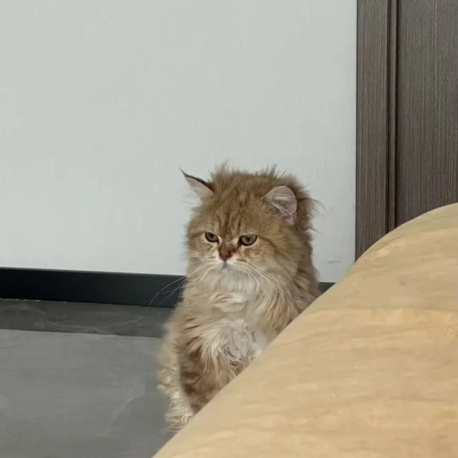 자다 깬 냐옹이..._1.webp