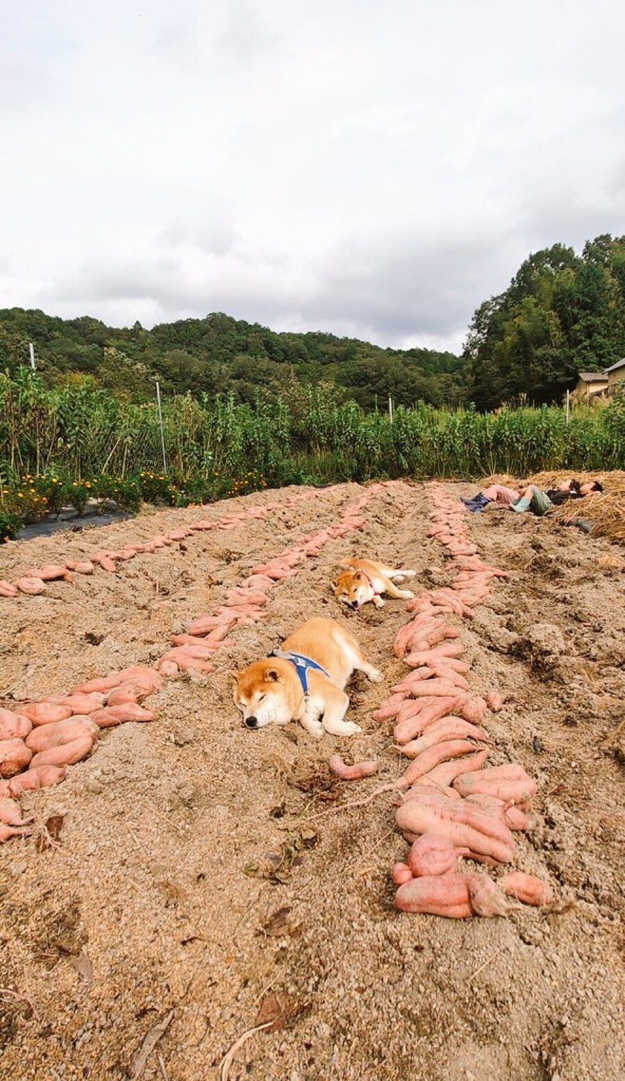 이어서 고구마 농가 소식 전해 드립니다_1.jpg