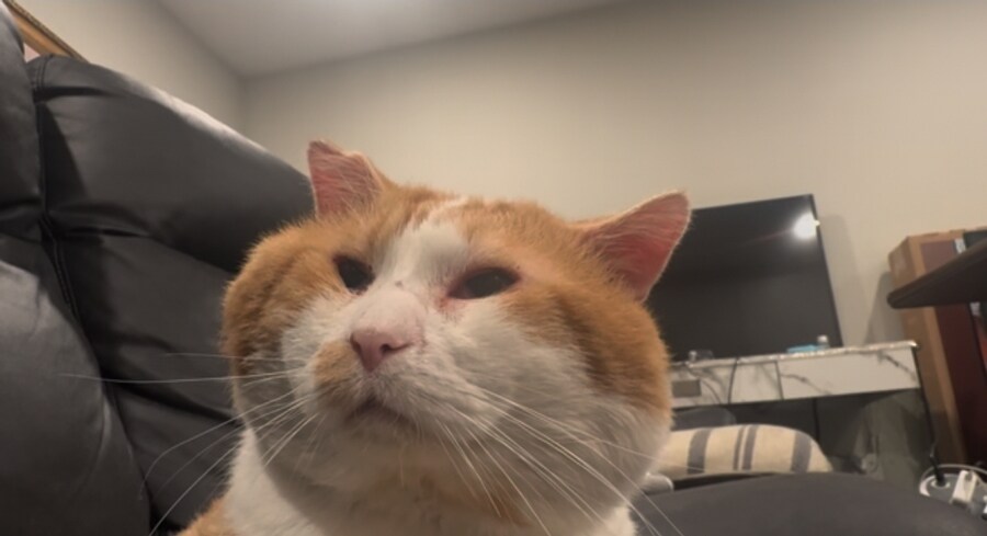 중성화 안 한 수컷 고양이들의 특징_1.jpg