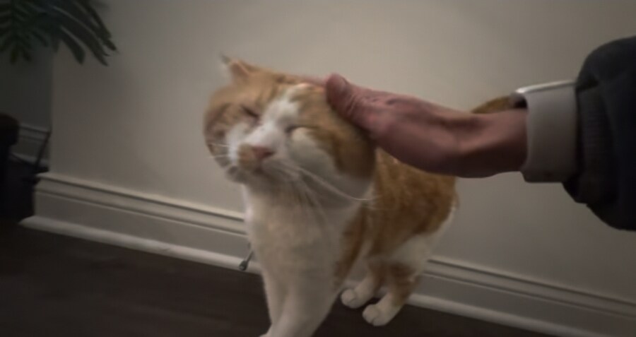 중성화 안 한 수컷 고양이들의 특징_2.jpg