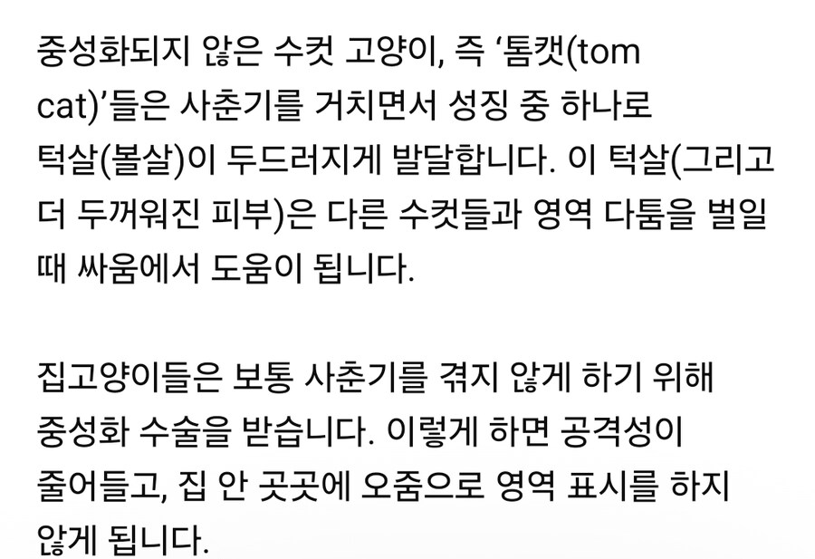 중성화 안 한 수컷 고양이들의 특징_3.jpg