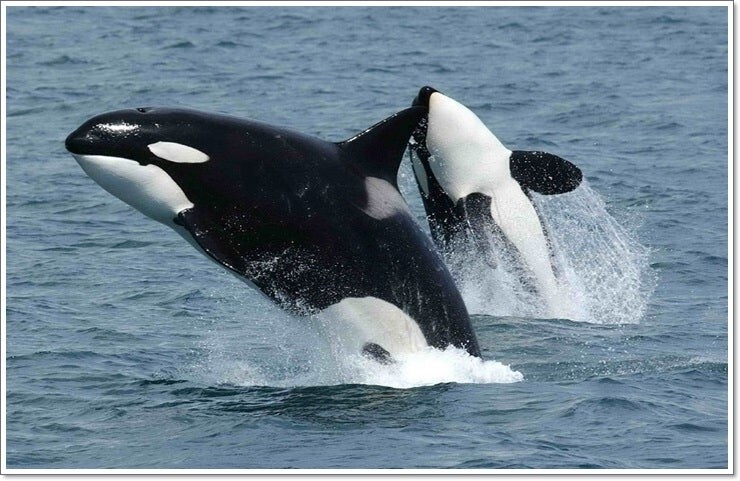 범고래가 인간을 절대 공격하지않는 이유_1.jpg