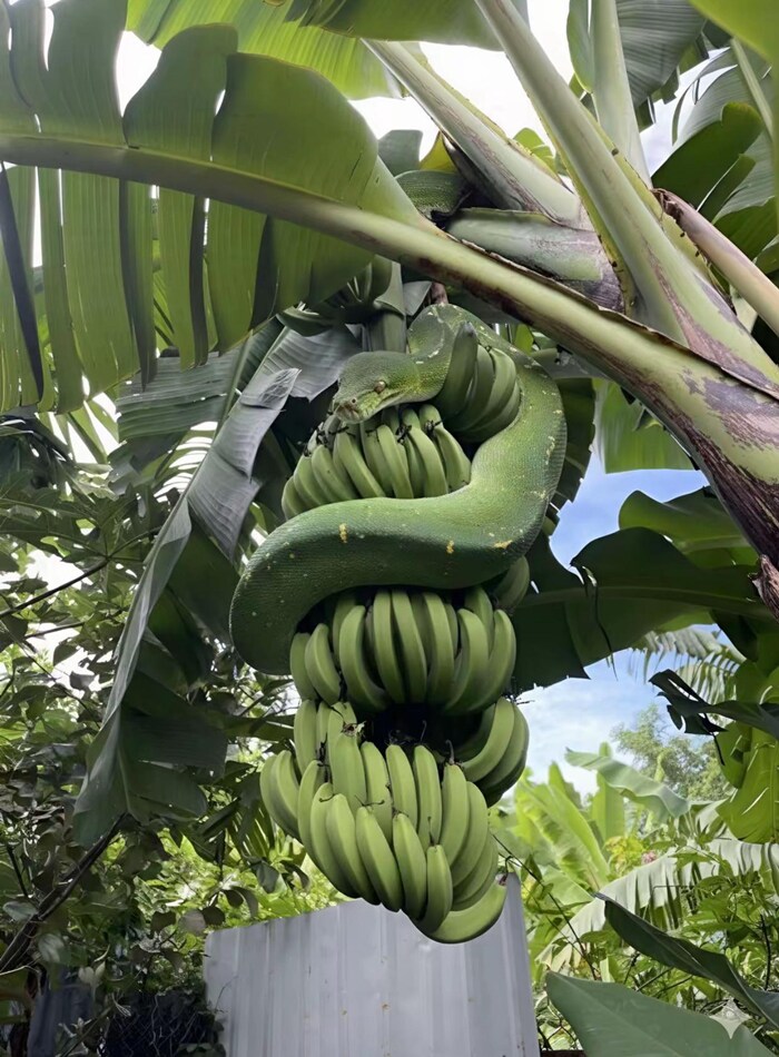 바나나로 위장한 동물_1.png