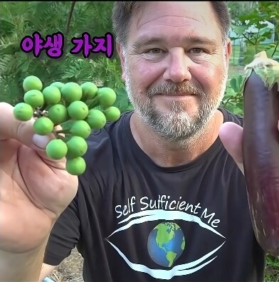 개량되지 않은 야생의 야채들_1.jpg