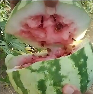 개량되지 않은 야생의 야채들_2.jpg