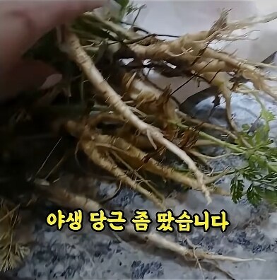 개량되지 않은 야생의 야채들_4.jpg