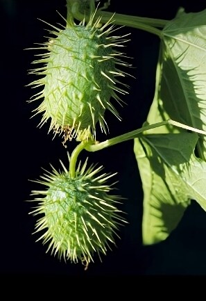 개량되지 않은 야생의 야채들_5.jpg